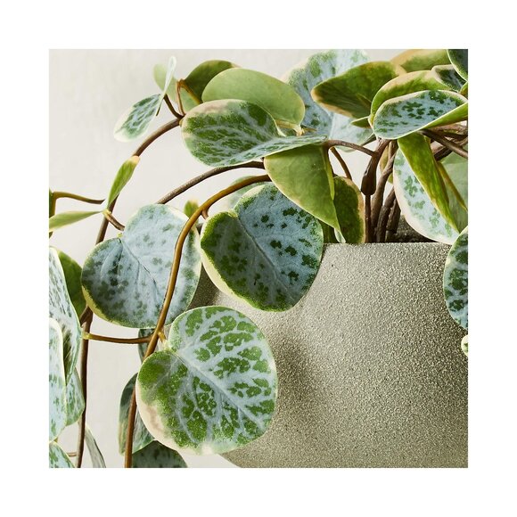 CB2 Potted Faux Eucalyptus 8" - Picture 3 of 3